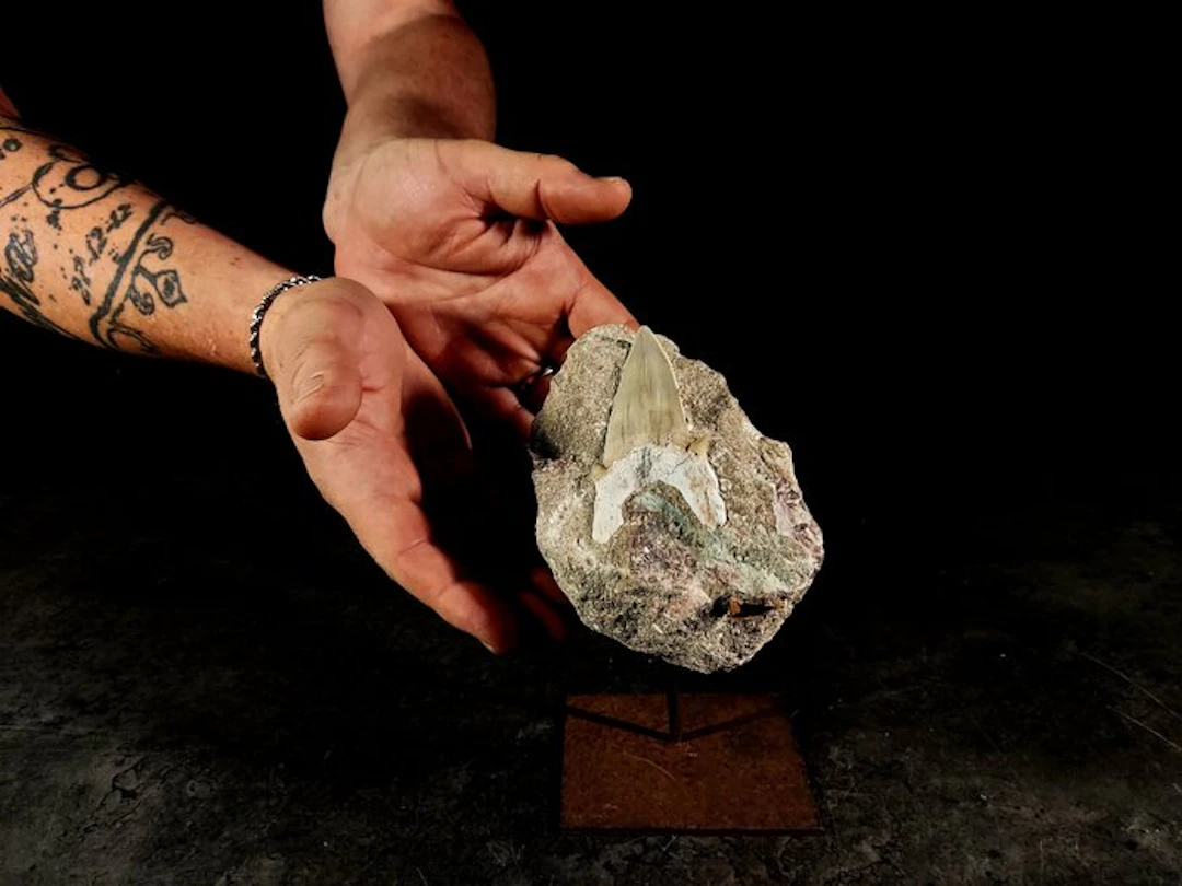fossil tooth in the matrix - Fossil tooth - otodus obliquus - 13 cm - 9.5 cm