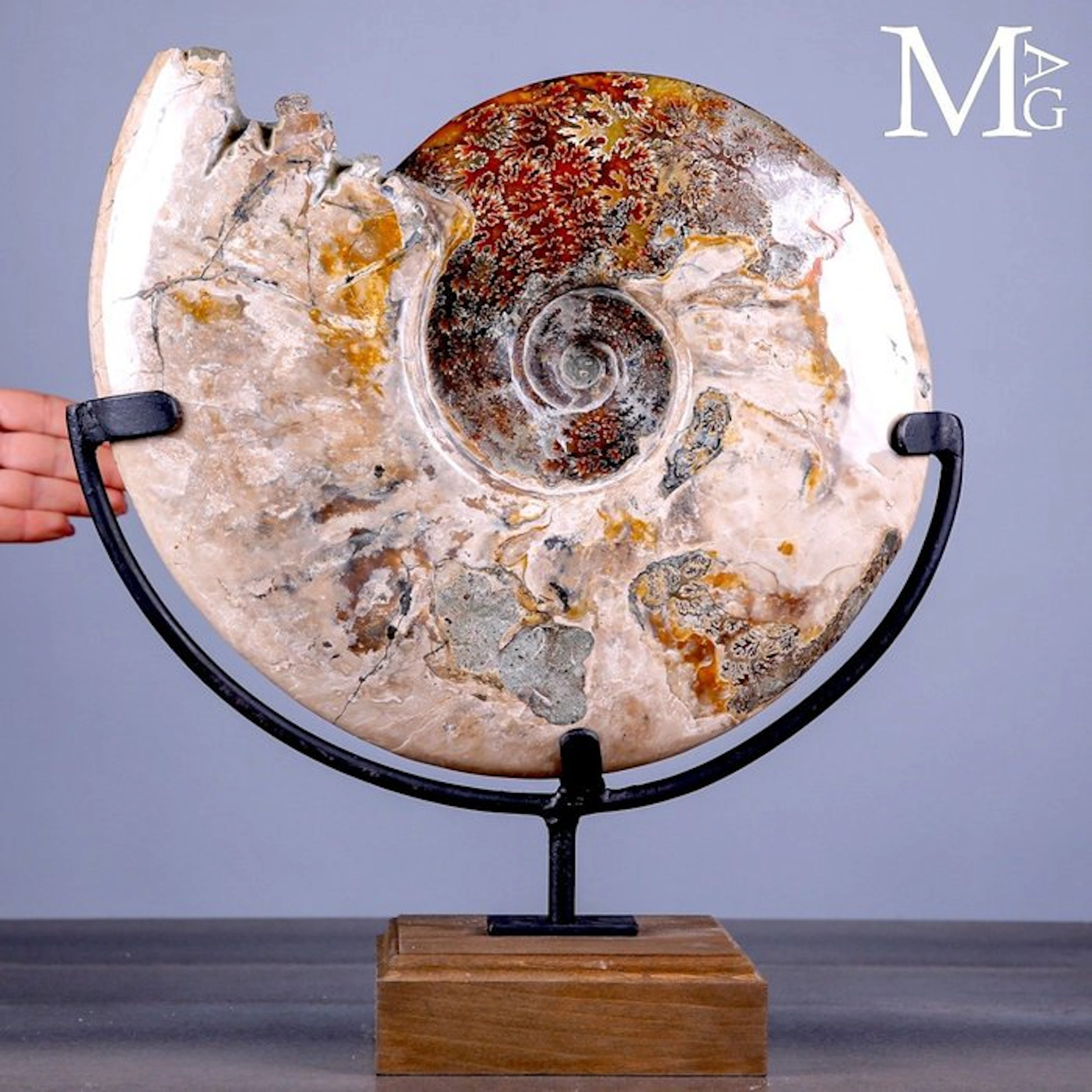 Fossilized Cleoniceras Ammonite with Exquisite Iridescent...