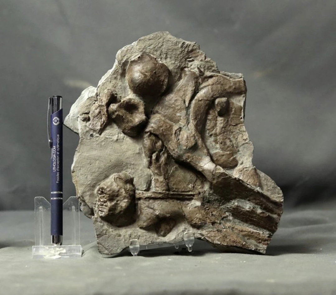 Natural ichthyosaur skull (partial ) - On original stone...