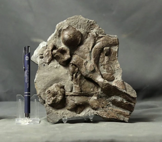 Natural ichthyosaur skull (partial ) - On original stone...