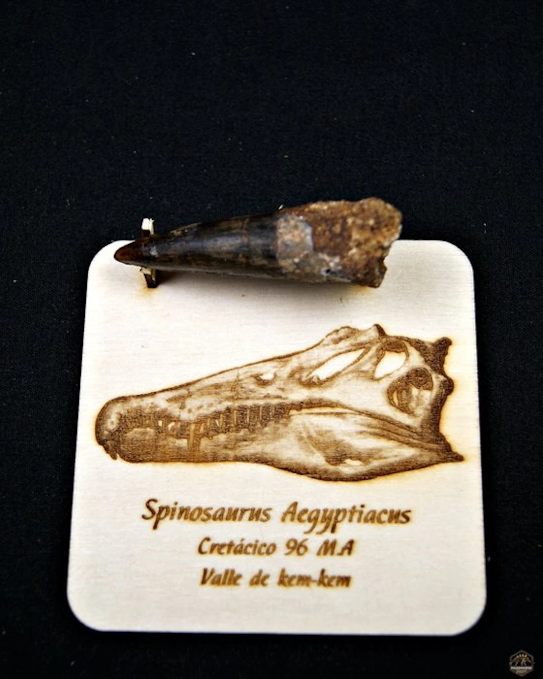 Spinosaur - Fossilised tusk - Spinosaurus aegyptiacus (No reserve price)