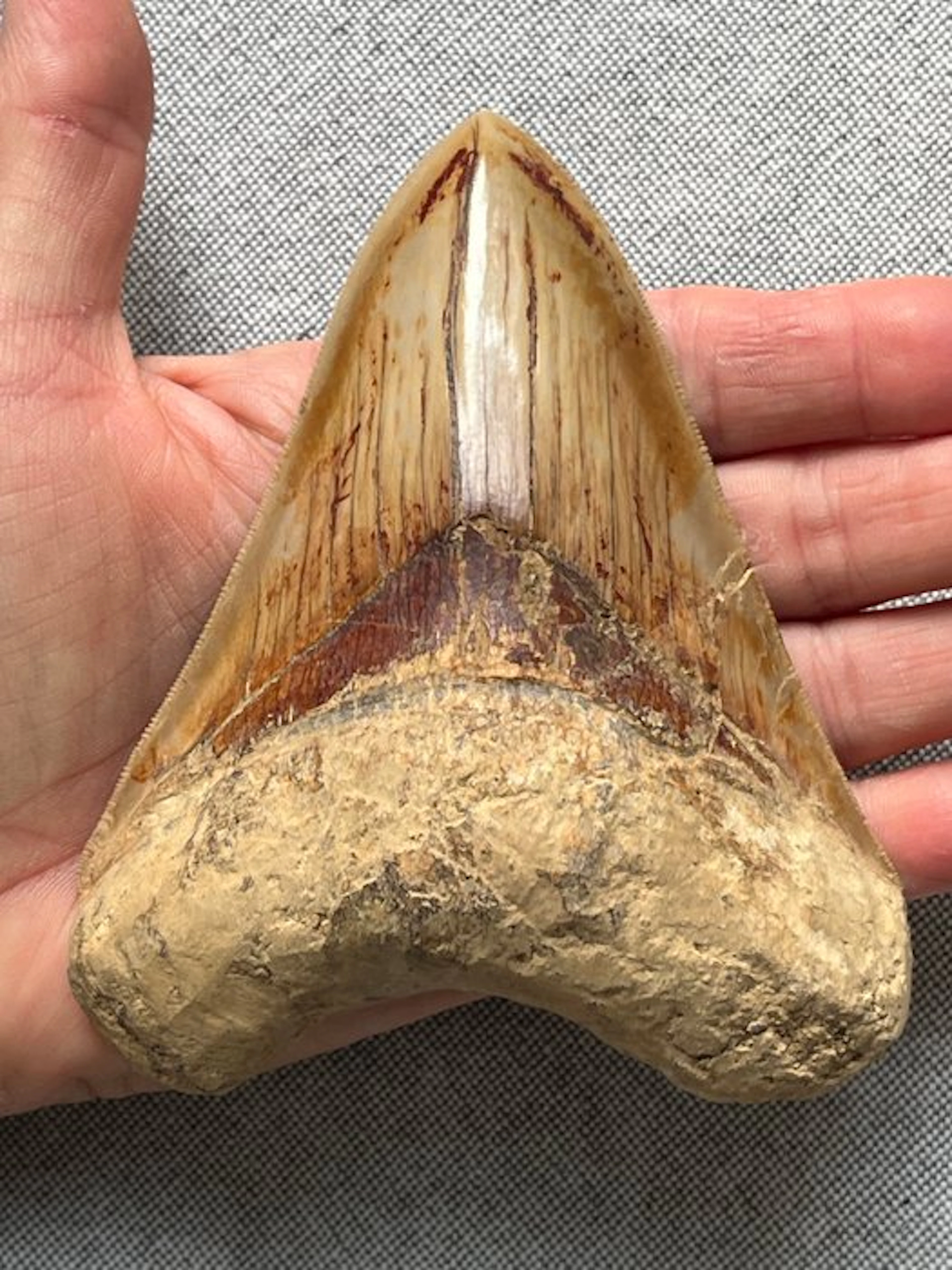 Megalodon tooth 12,1 cm - Fossil tooth - Carcharocles megalodon