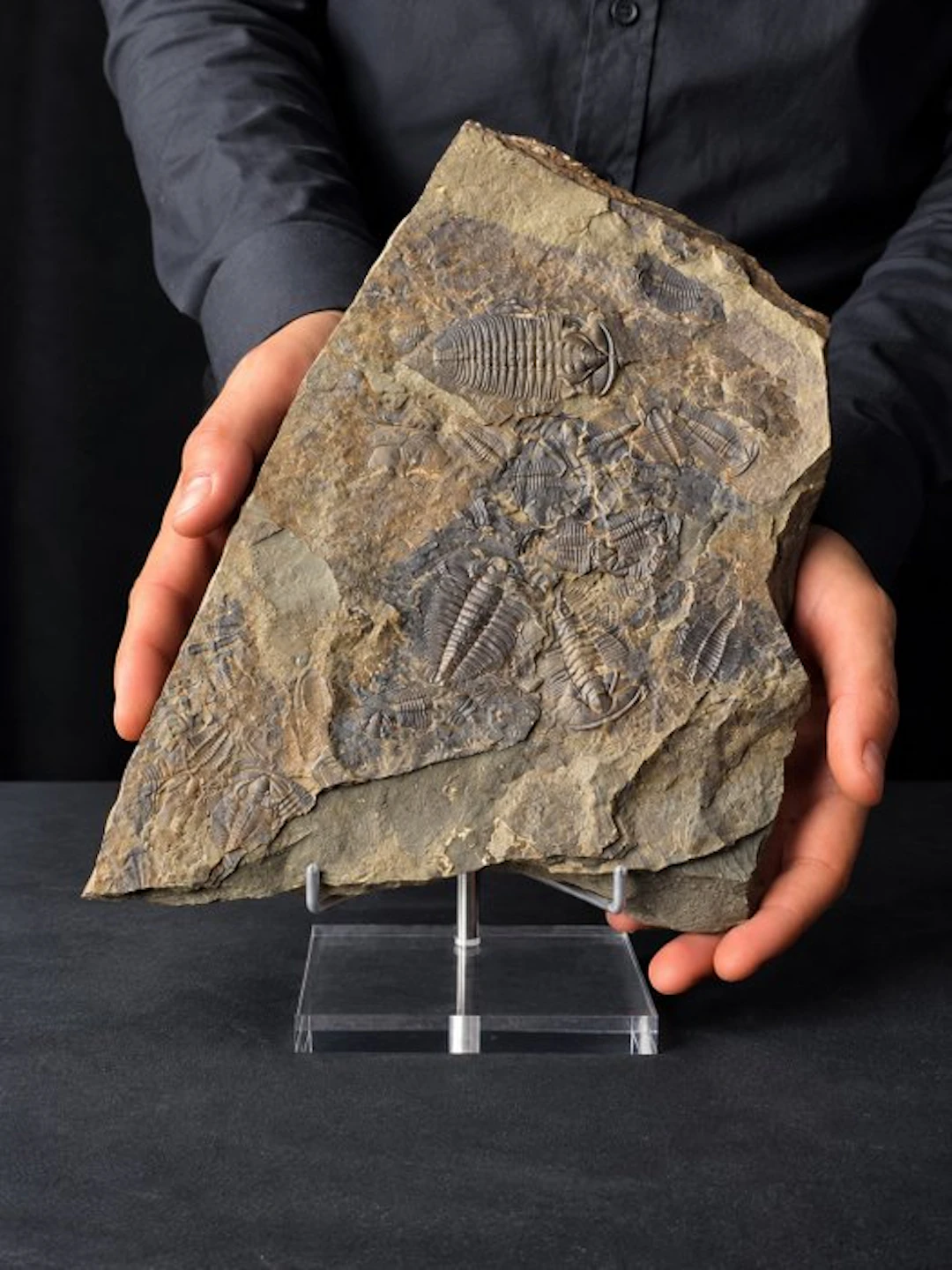 Trilobite - Fossilised animal - Large Trilobite Fossil...