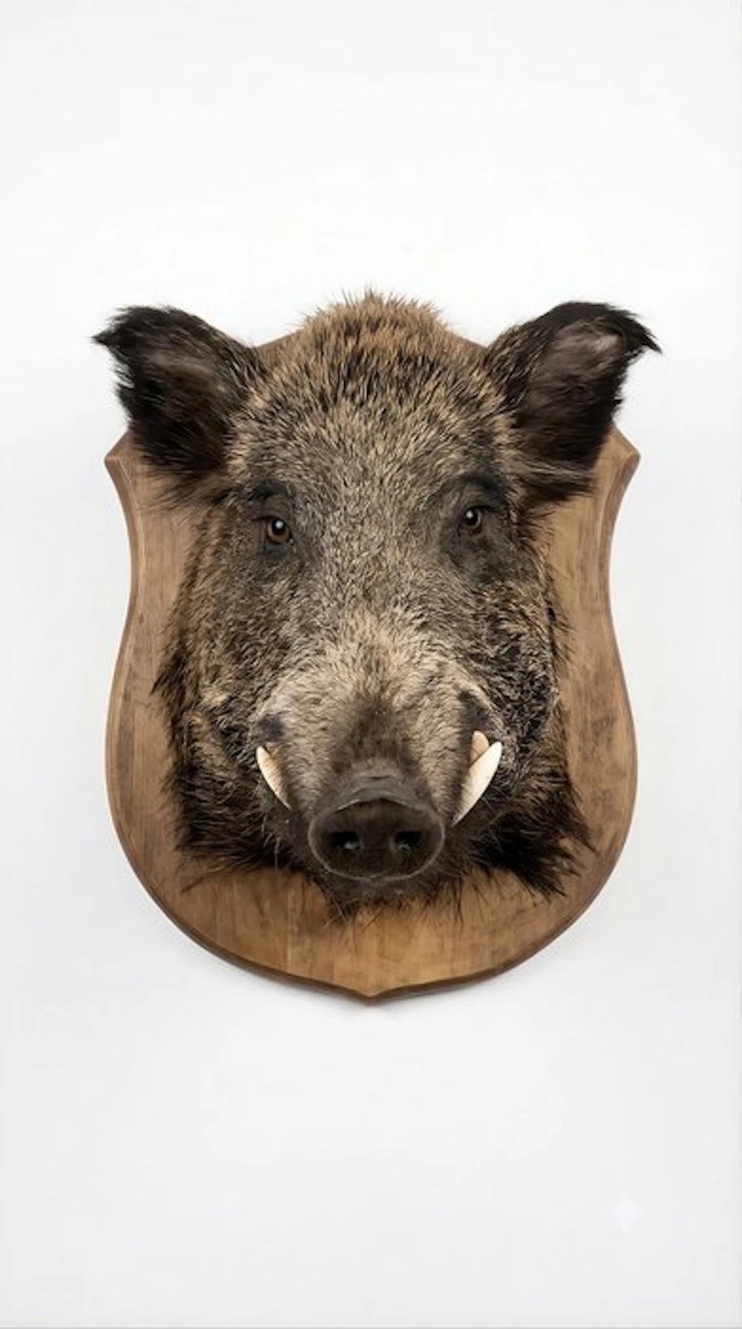 Wild Boar Taxidermy wall mount - Cinghiale europeo - 50 cm - 35 cm - 45 cm