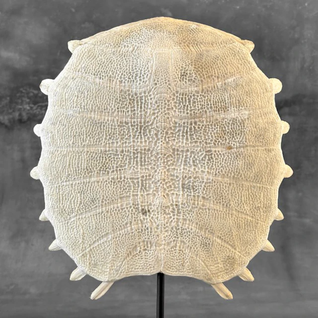NO RESERVE PRICE - Stunning Chinese Softshell Turtle...