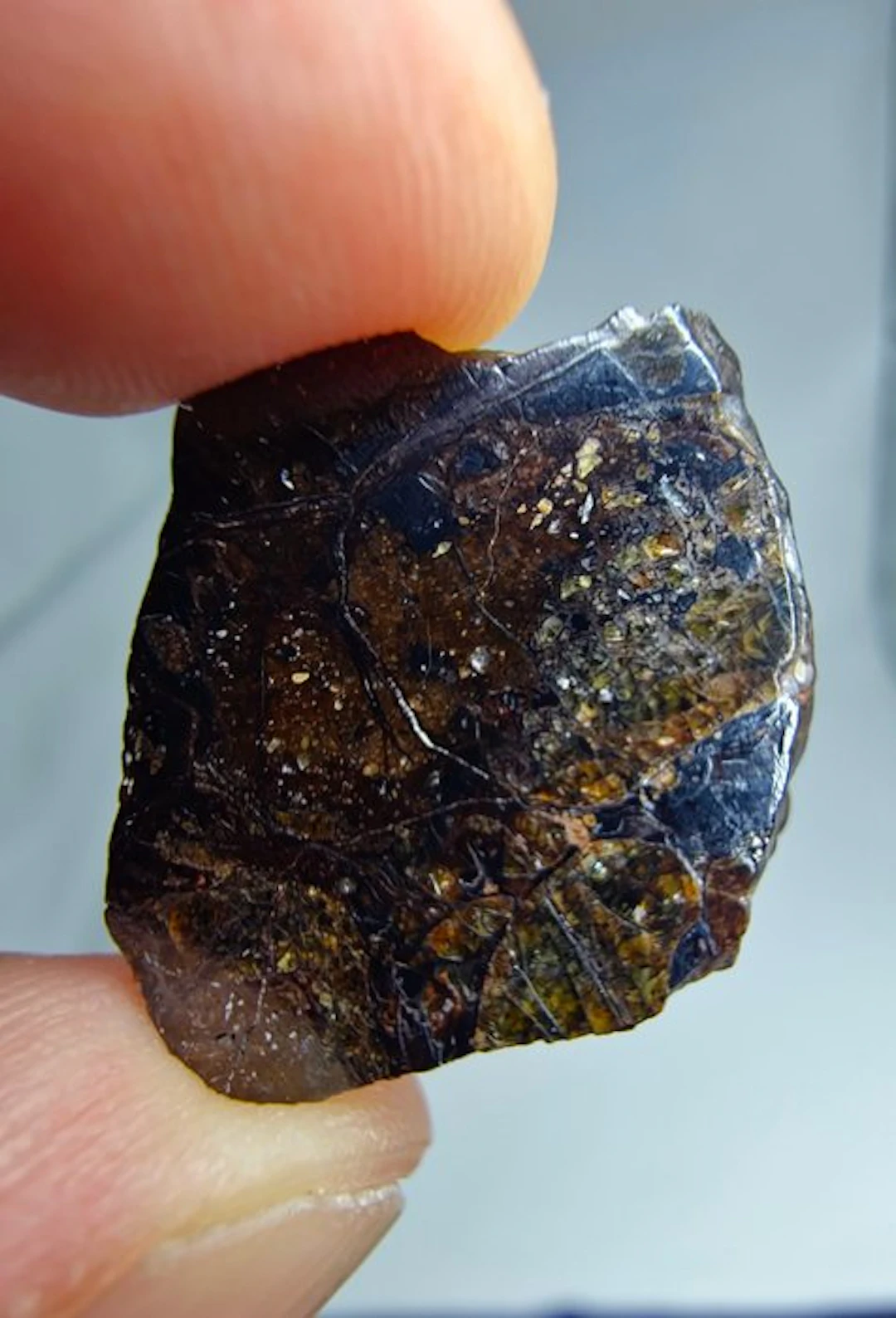 Tin Begane 001 Pallasite meteorite - 5.39 g
