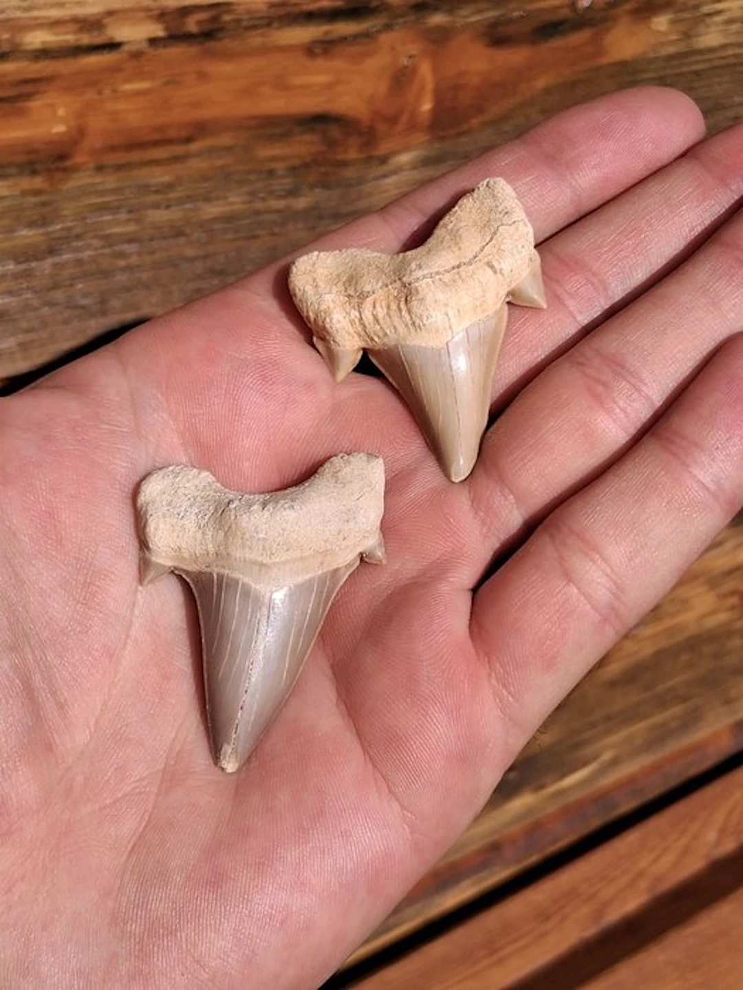 Shark - Fossil tooth - Otodus Obliquus (No reserve price)