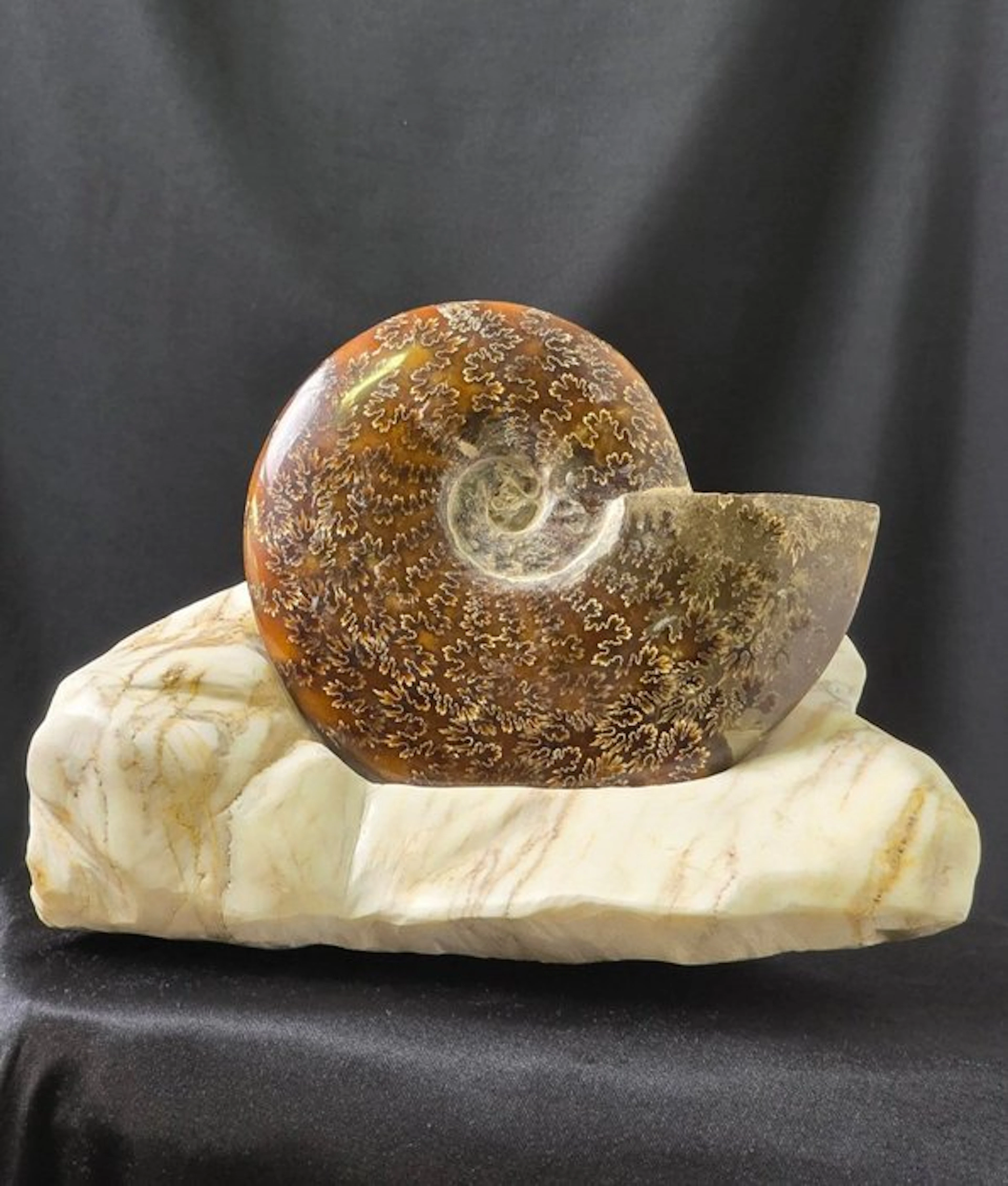 Ammonite - Fossilised animal - Cleoniceras sp