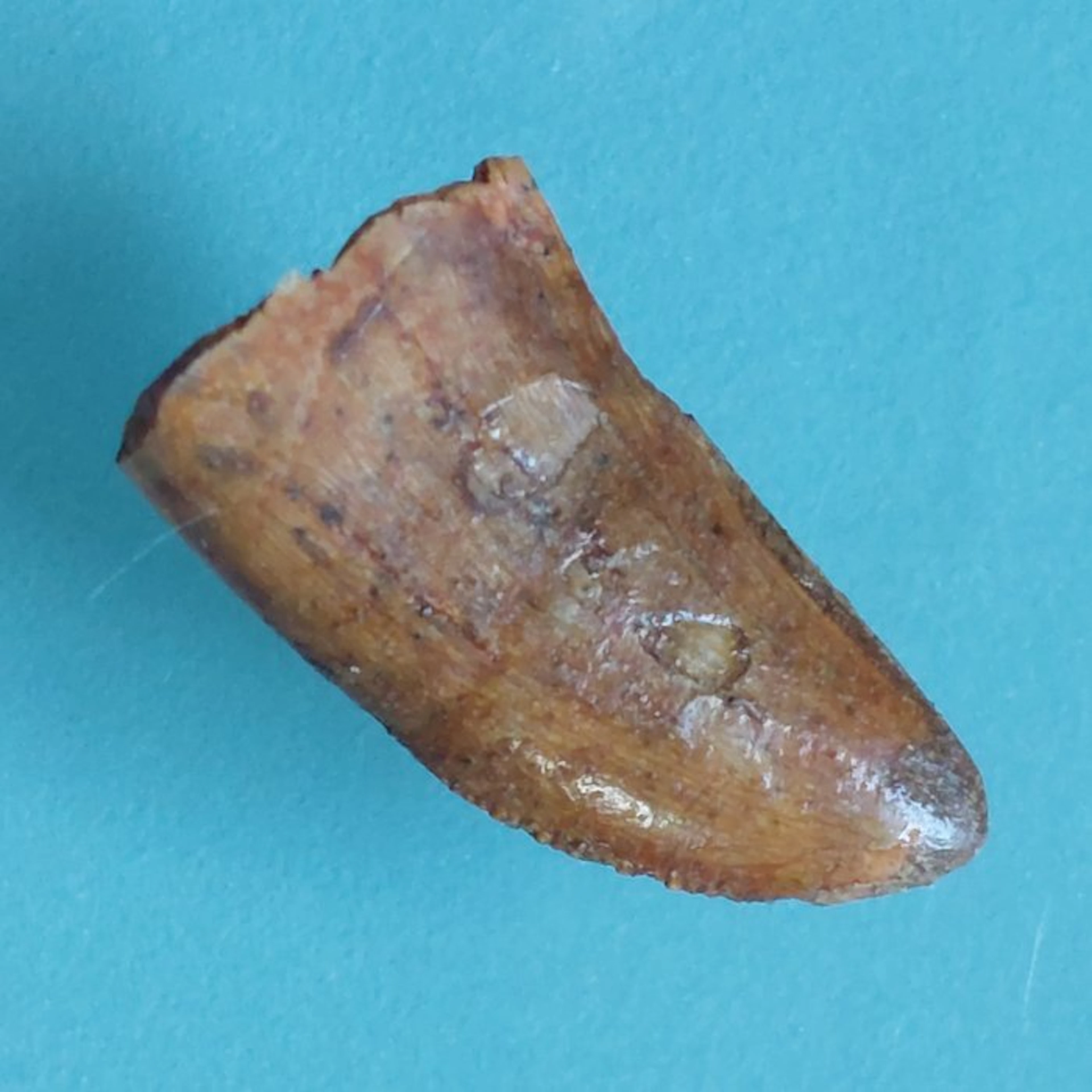 Dinosaur - Fossil tooth - Abelisaurus - 22 mm - 12 mm (No reserve price)