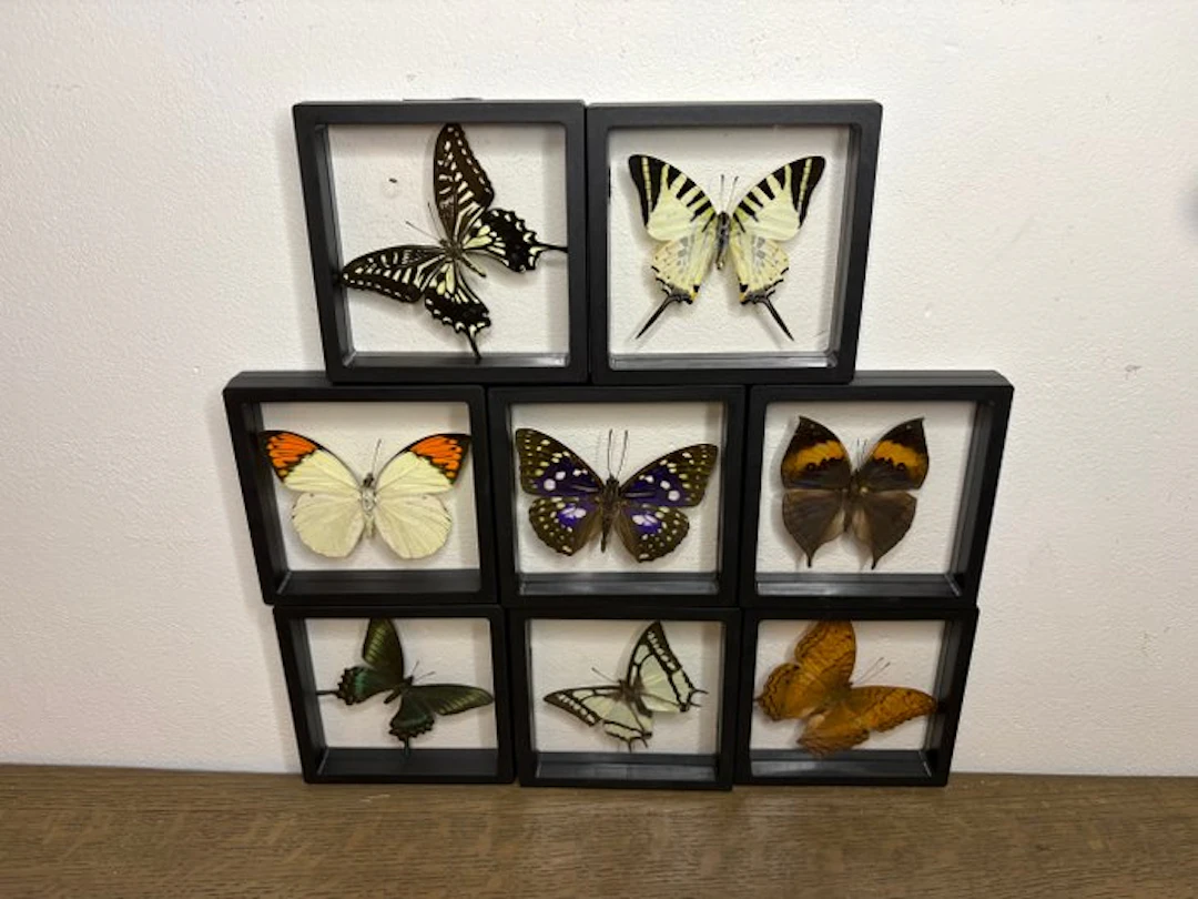 Butterfly Taxidermy full body mount - Lepidoptera - 12 cm...