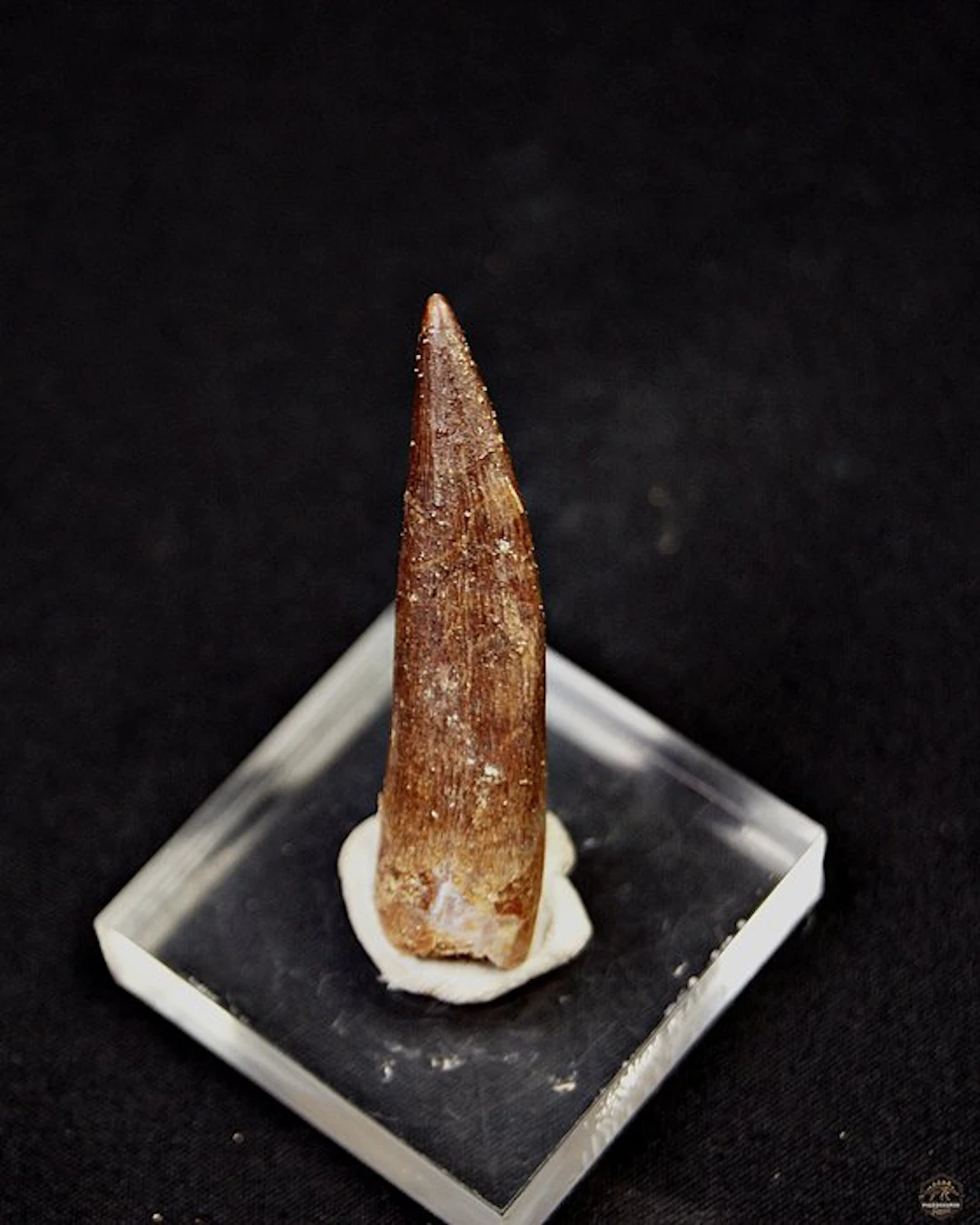 Marine reptile - Fossil tooth - Plesiosaurus sp. (No reserve price)