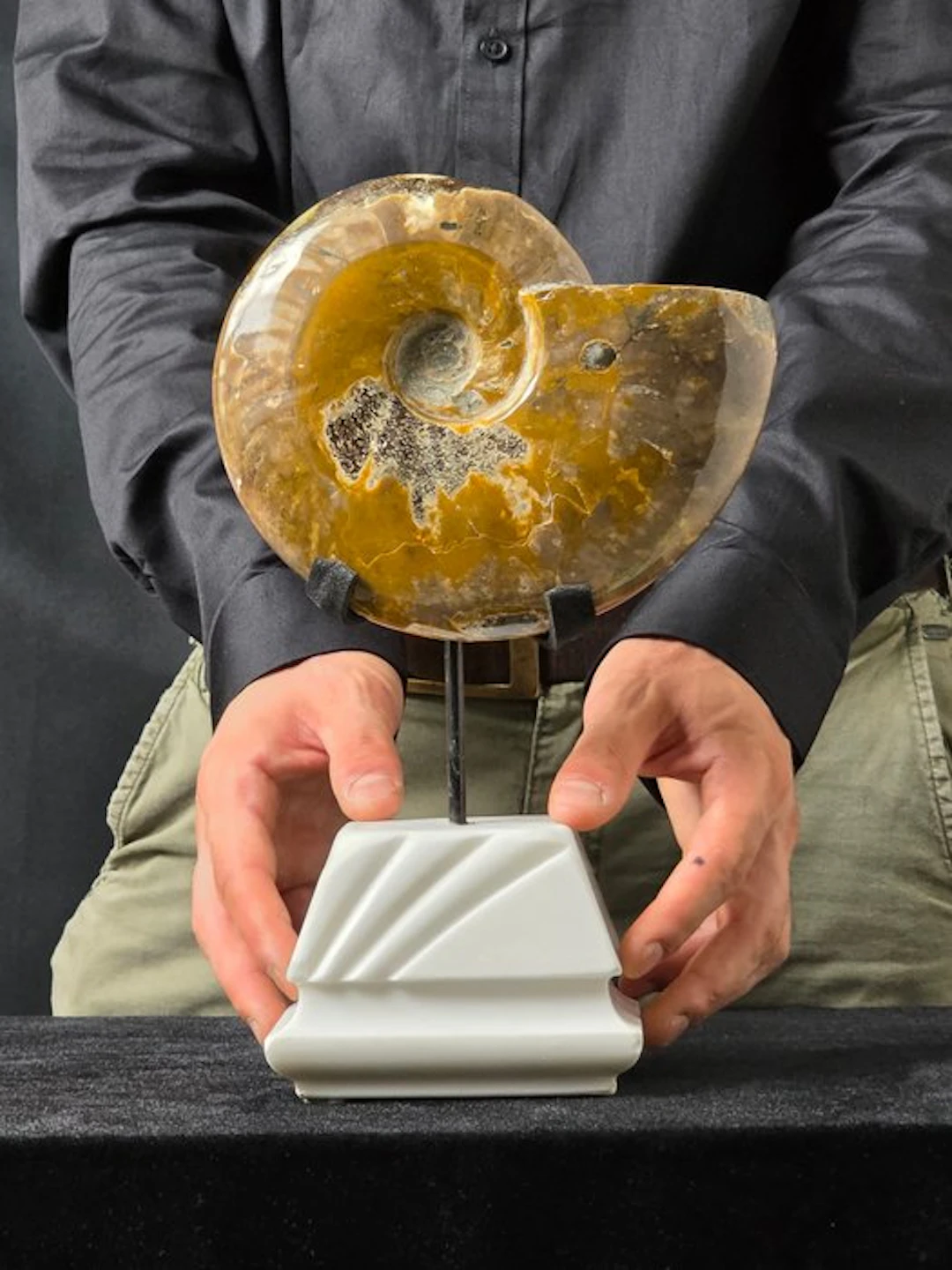 Ammonite - Fossilised animal - Cleoniceras sp