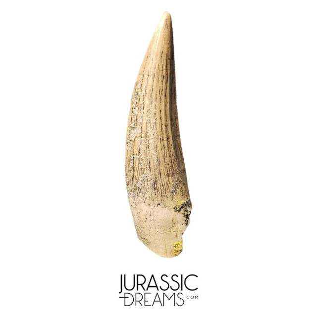 Outstanding Nicely Preserved Suchomimus tenerensis...
