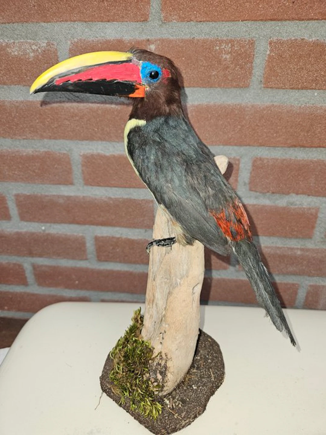 Green Arassari Taxidermy full body mount - Pteroglossus...