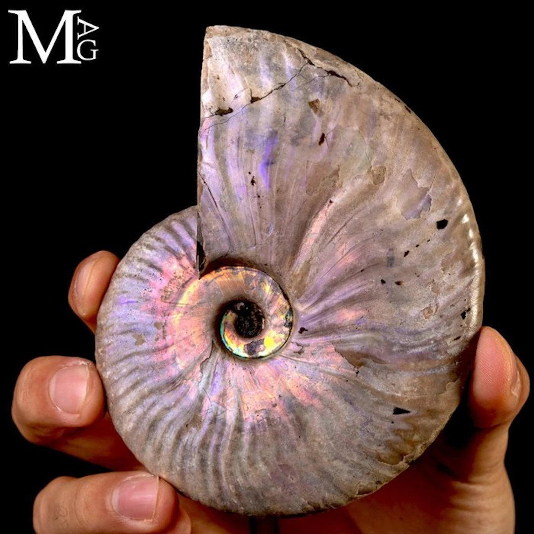 Cleoniceras Ammonite Fossil with Purple Iridescence...