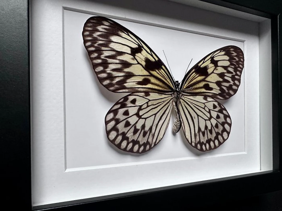 Butterfly Taxidermy full body mount - Superbe Papillon...