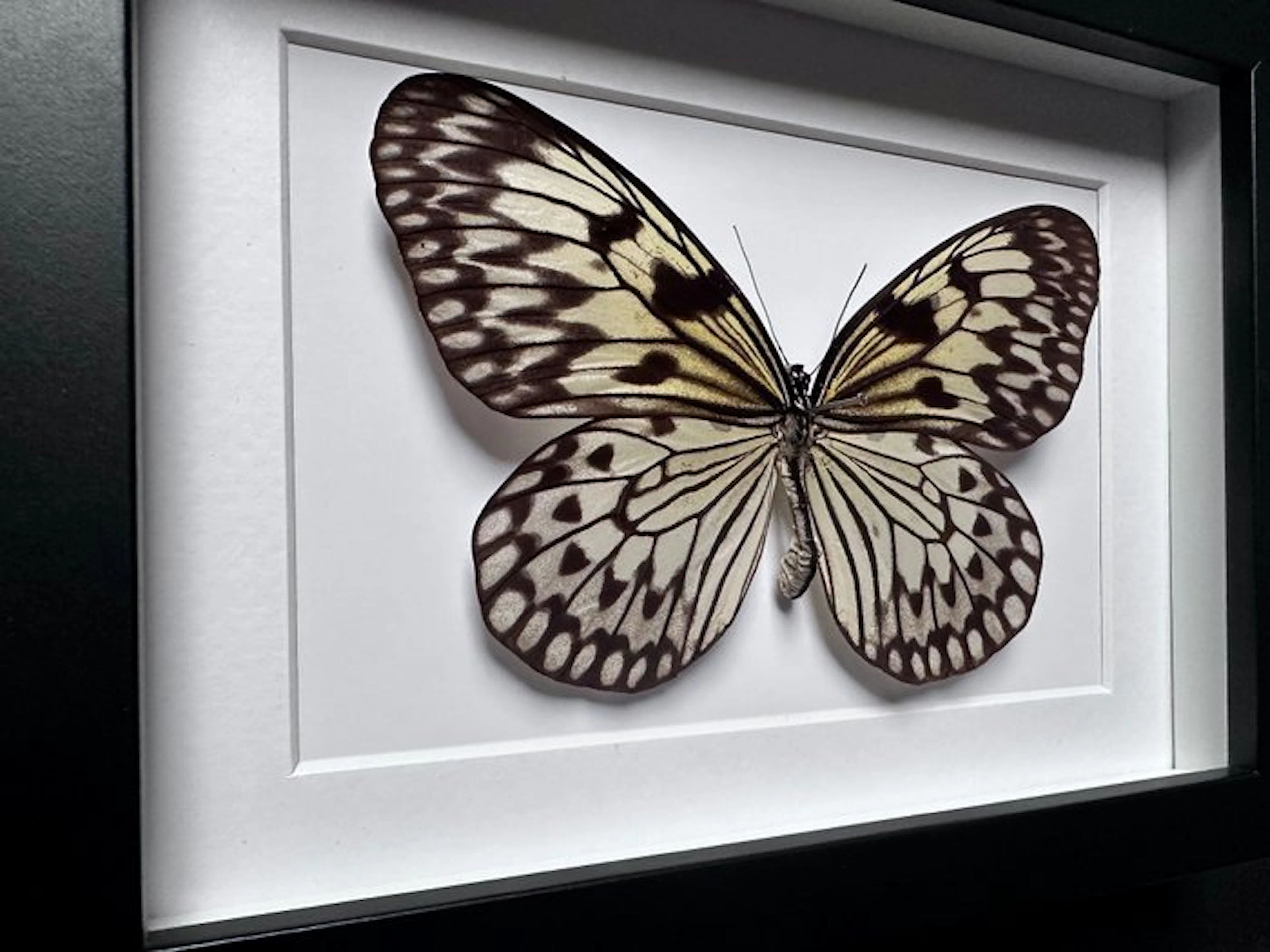Butterfly Taxidermy full body mount - Superbe Papillon...