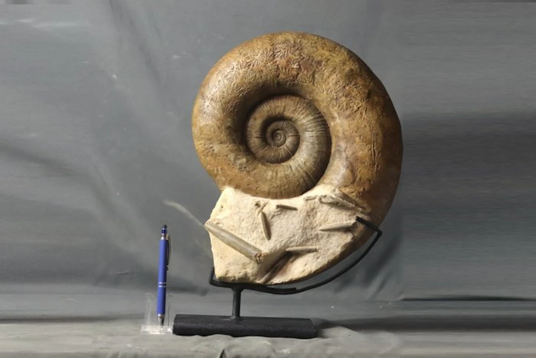 Fine Ammonite - Big one on elegant steel stand -...
