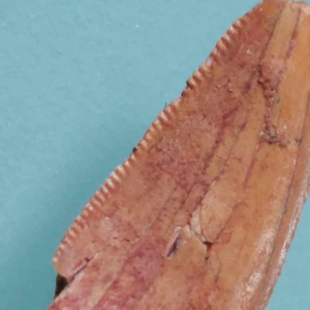 Dinosaur - Fossil tooth - Abelisaurus - 21 mm - 10 mm (No reserve price)