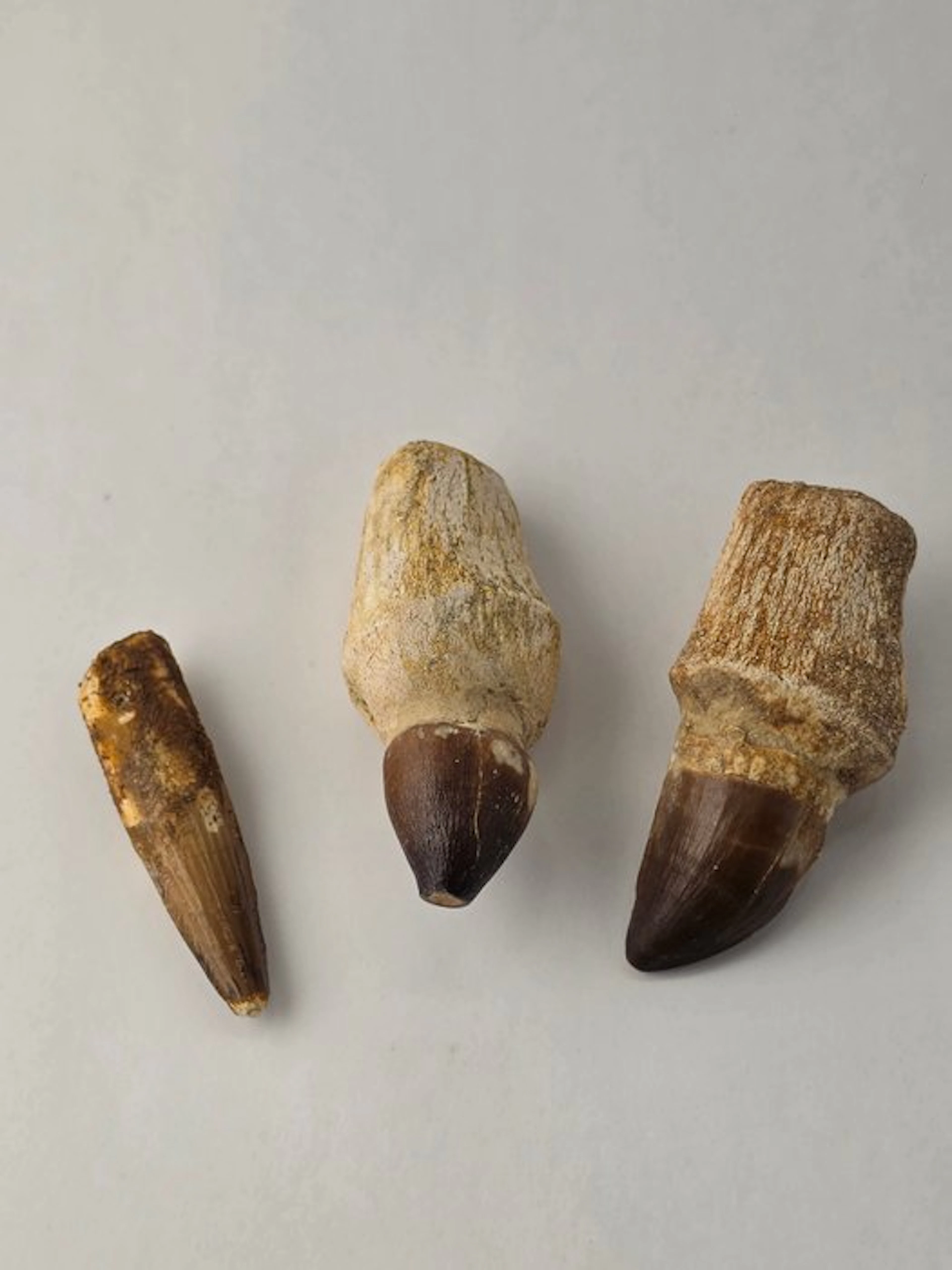 Fossil tooth - Lot of 3 Cretaceous Fossil Teeth – Spinosaurus