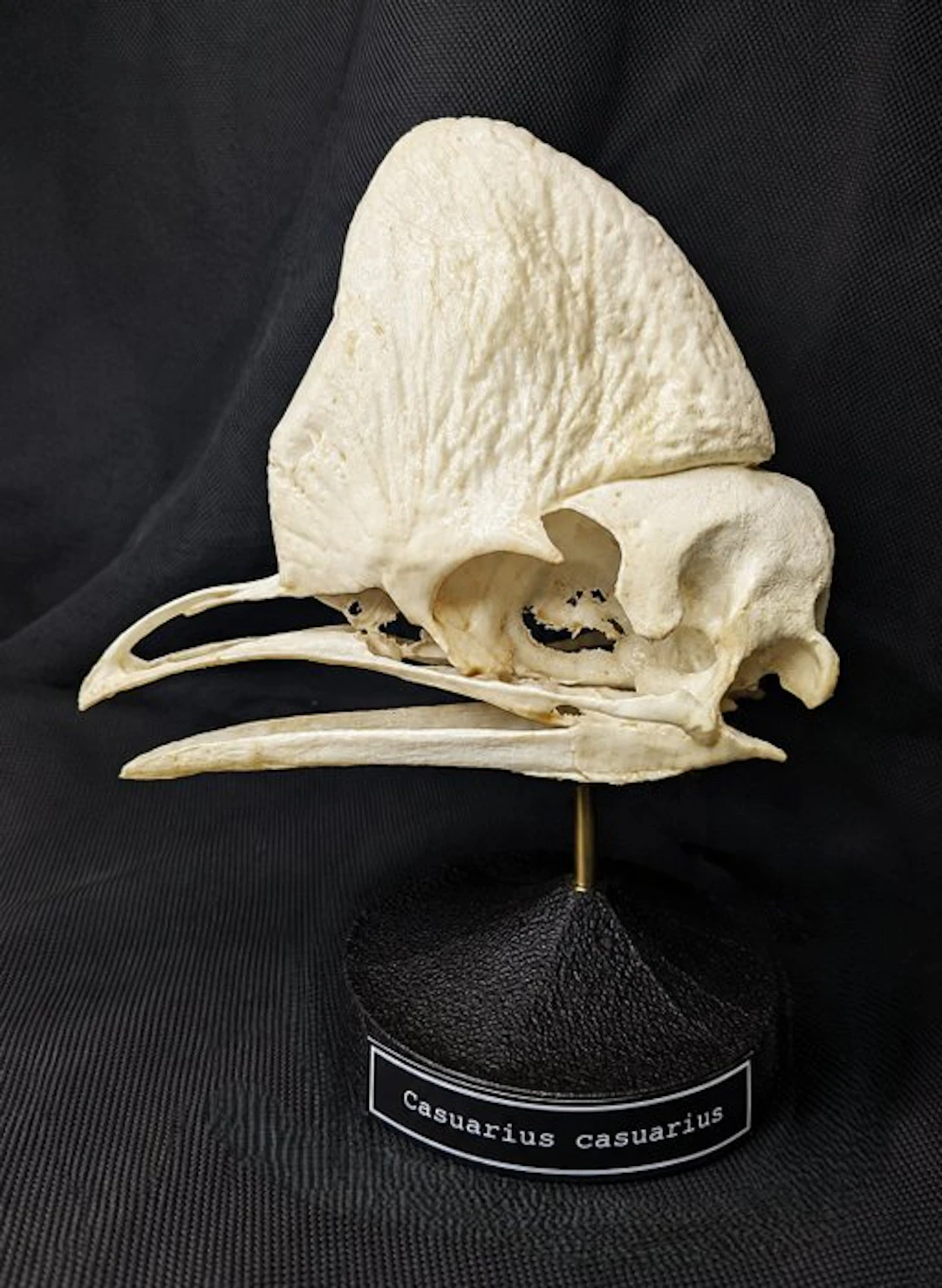Southern Cassowary Skull - (Casuarius casuarius) - Museum...