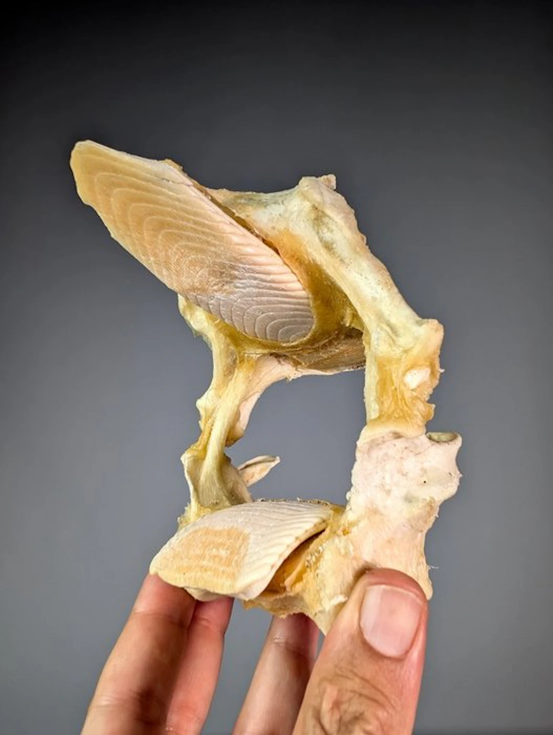 Whitespotted Eagle Ray Jaw - Aetobatus narinari - 13 cm...