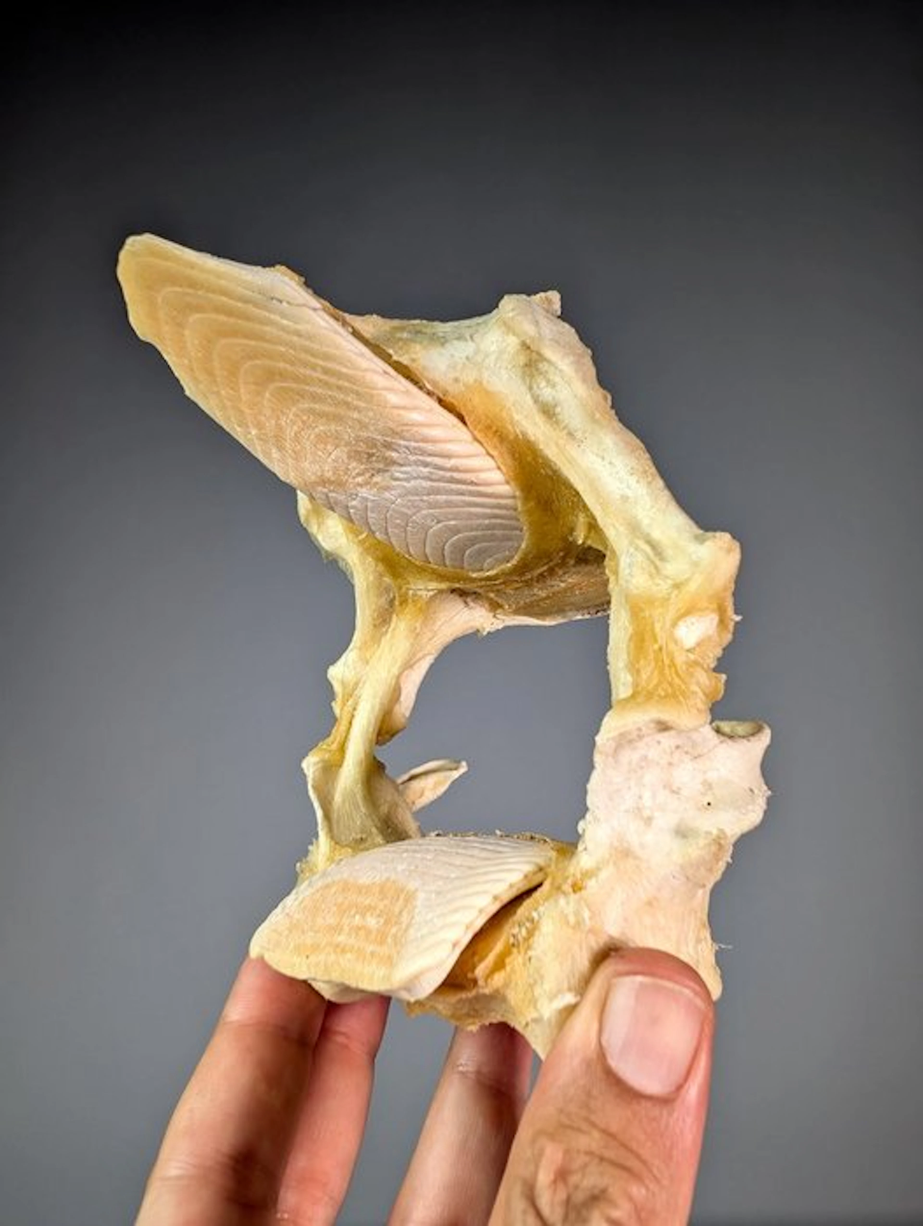 Whitespotted Eagle Ray Jaw - Aetobatus narinari - 13 cm...