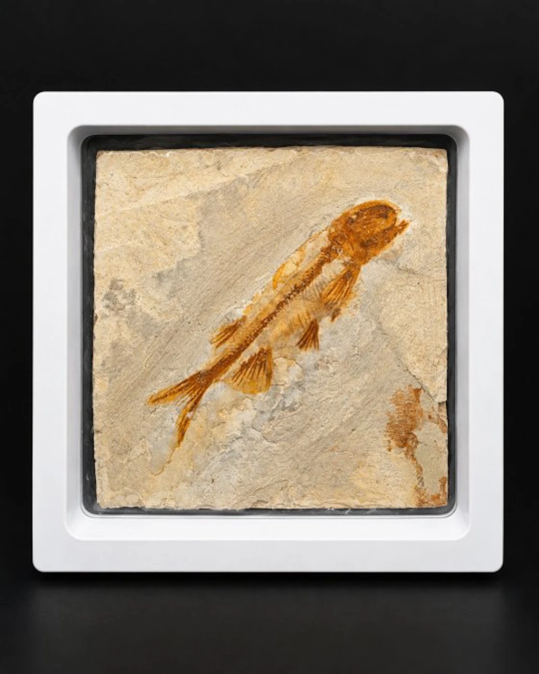 Highly Detailed Lycoptera Fossil Fish - Fossilised animal...