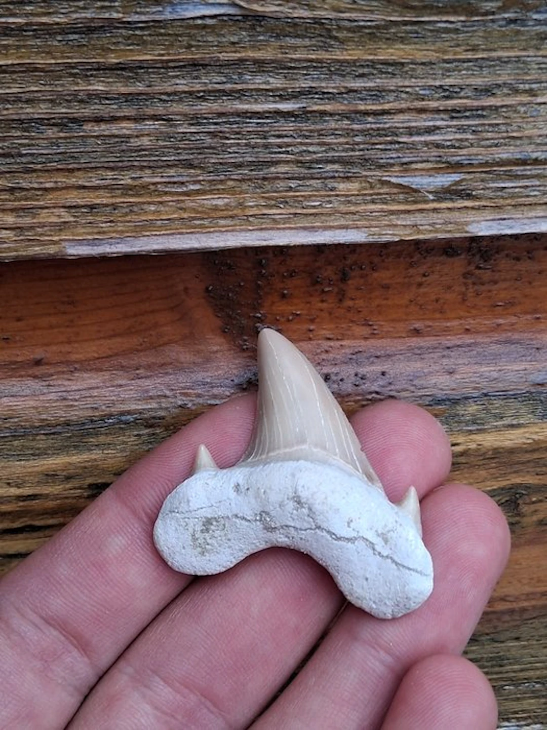 Shark - Fossil tooth - Otodus Obliquus - 4.5 cm - 4 cm (No reserve price)
