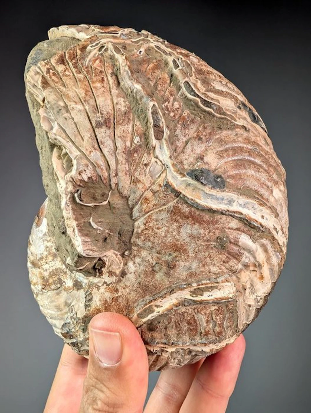 Fantastic nautiloid fossil - Fossilised shell - Cymatoceras sp