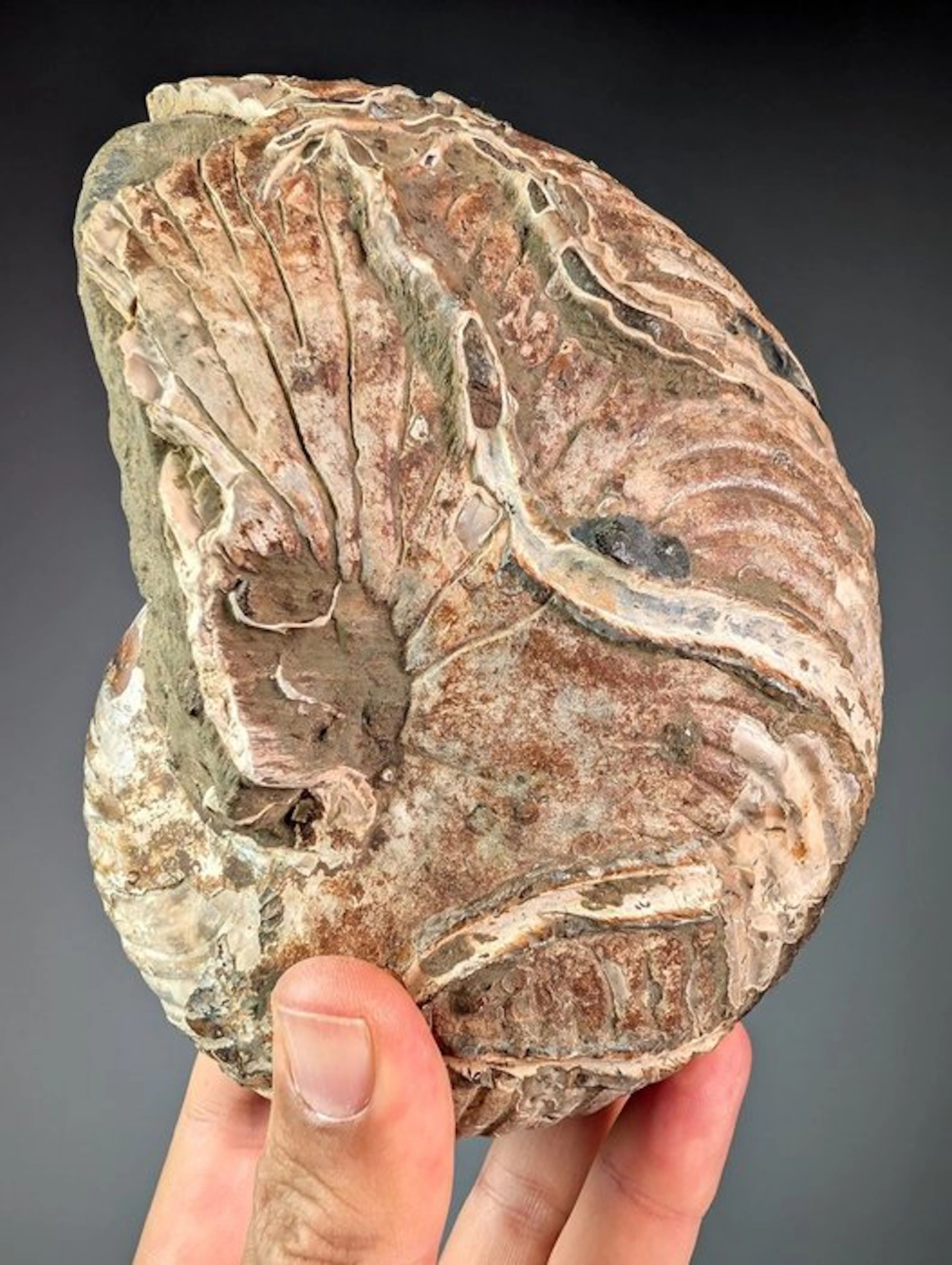 Fantastic nautiloid fossil - Fossilised shell - Cymatoceras sp
