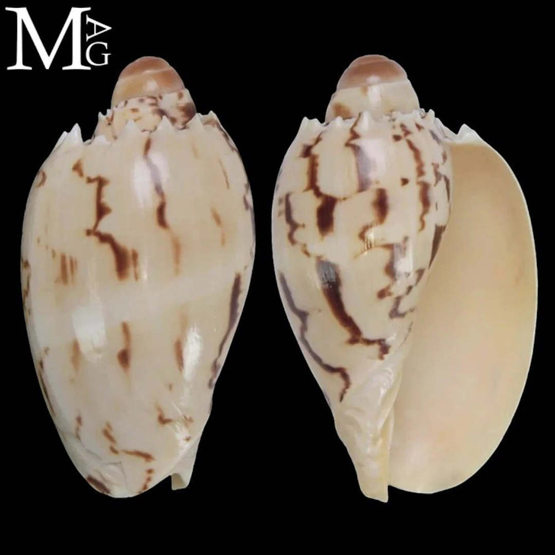 Melo broderipii – Young Specimen – Philippines Juvenile...