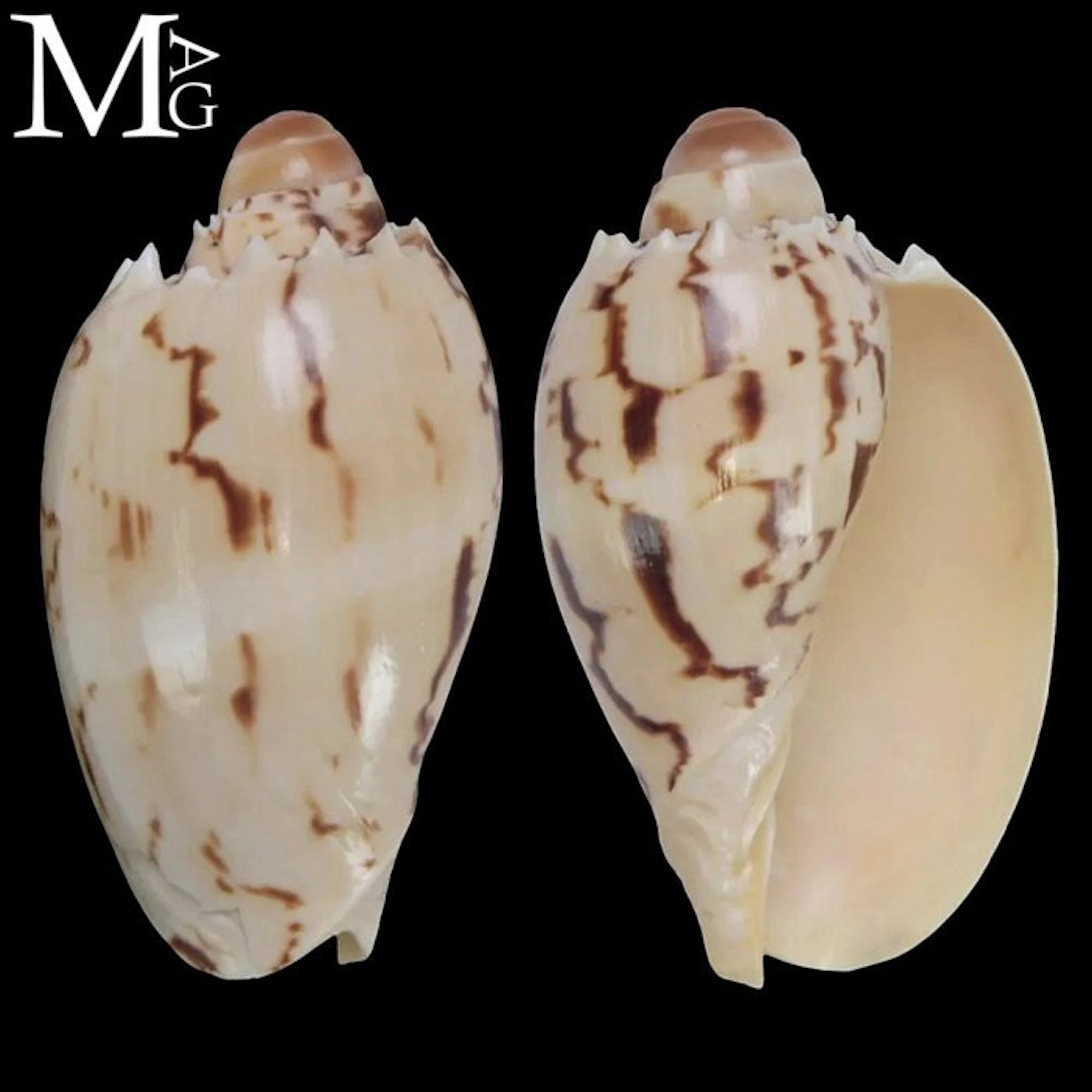 Melo broderipii – Young Specimen – Philippines Juvenile...