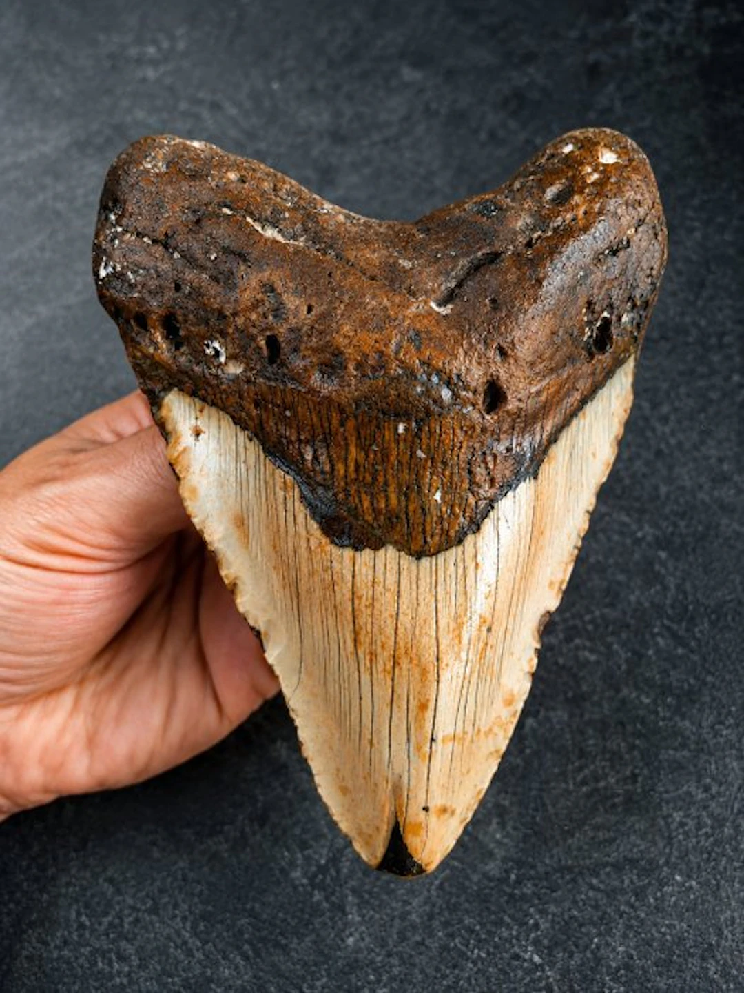 Megalodon - Fossil tooth - 13.4 cm - 10 cm