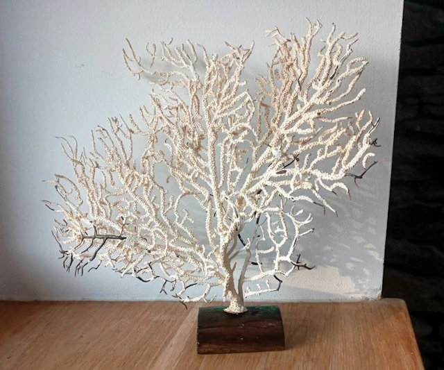 Pink Sea Fan - Coral - Eunicella verucosa (No reserve price)