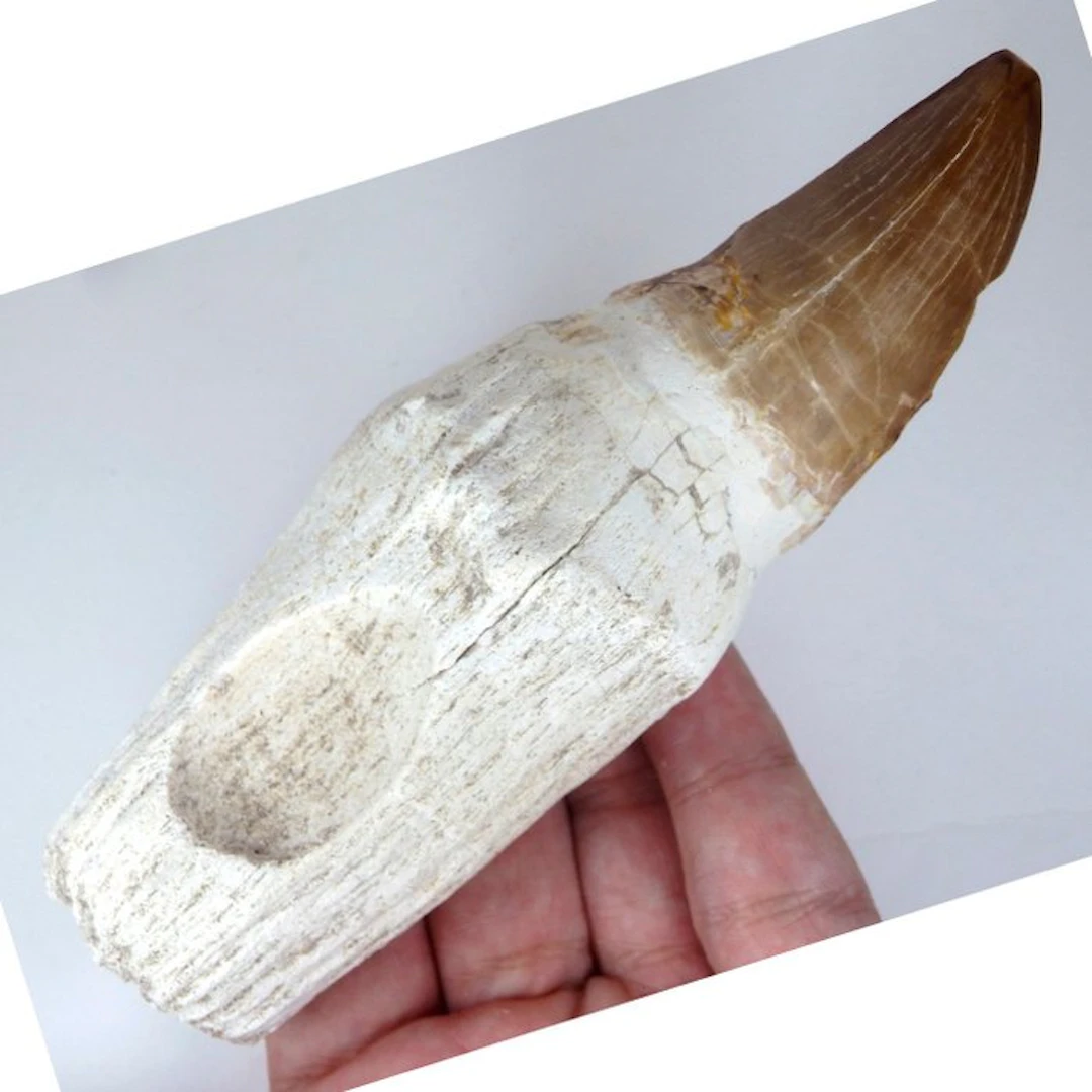 Mosasaurus tooth - Fossil tooth - Mosasaurus hoffmani...