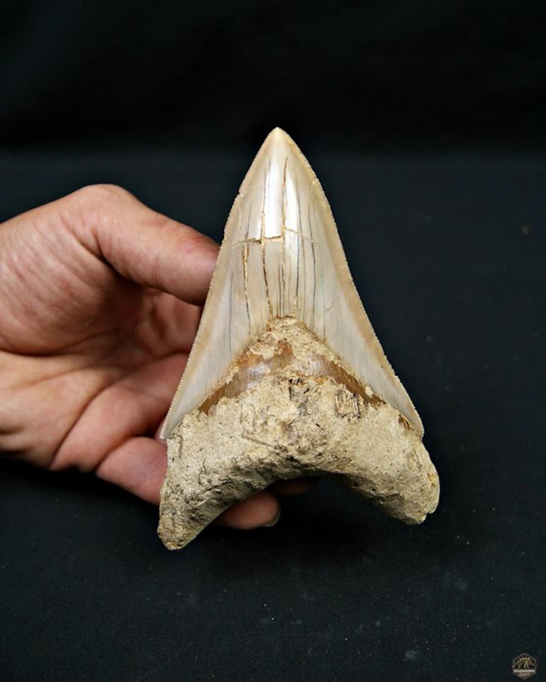 Megalodon - Fossil tooth - Otodus megalodon
