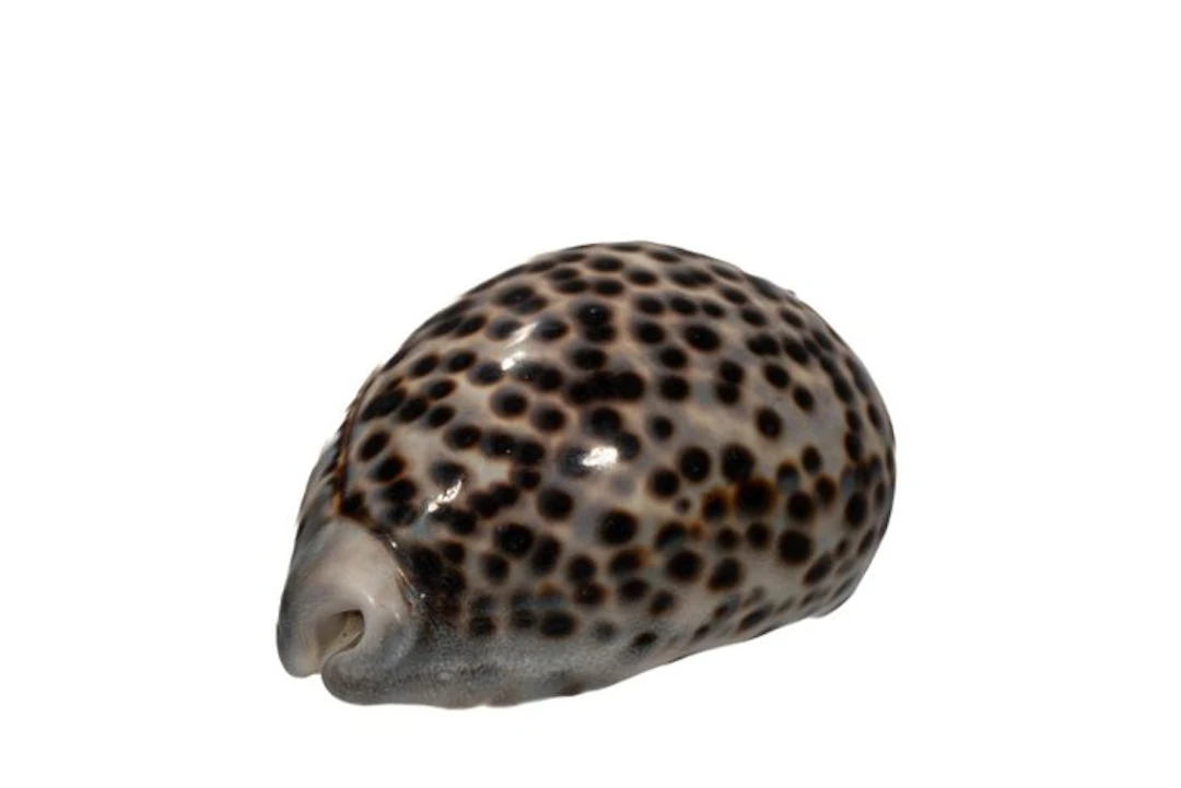 Large tiger cowry: Cypraea tigris (99 mm) – Flawless...