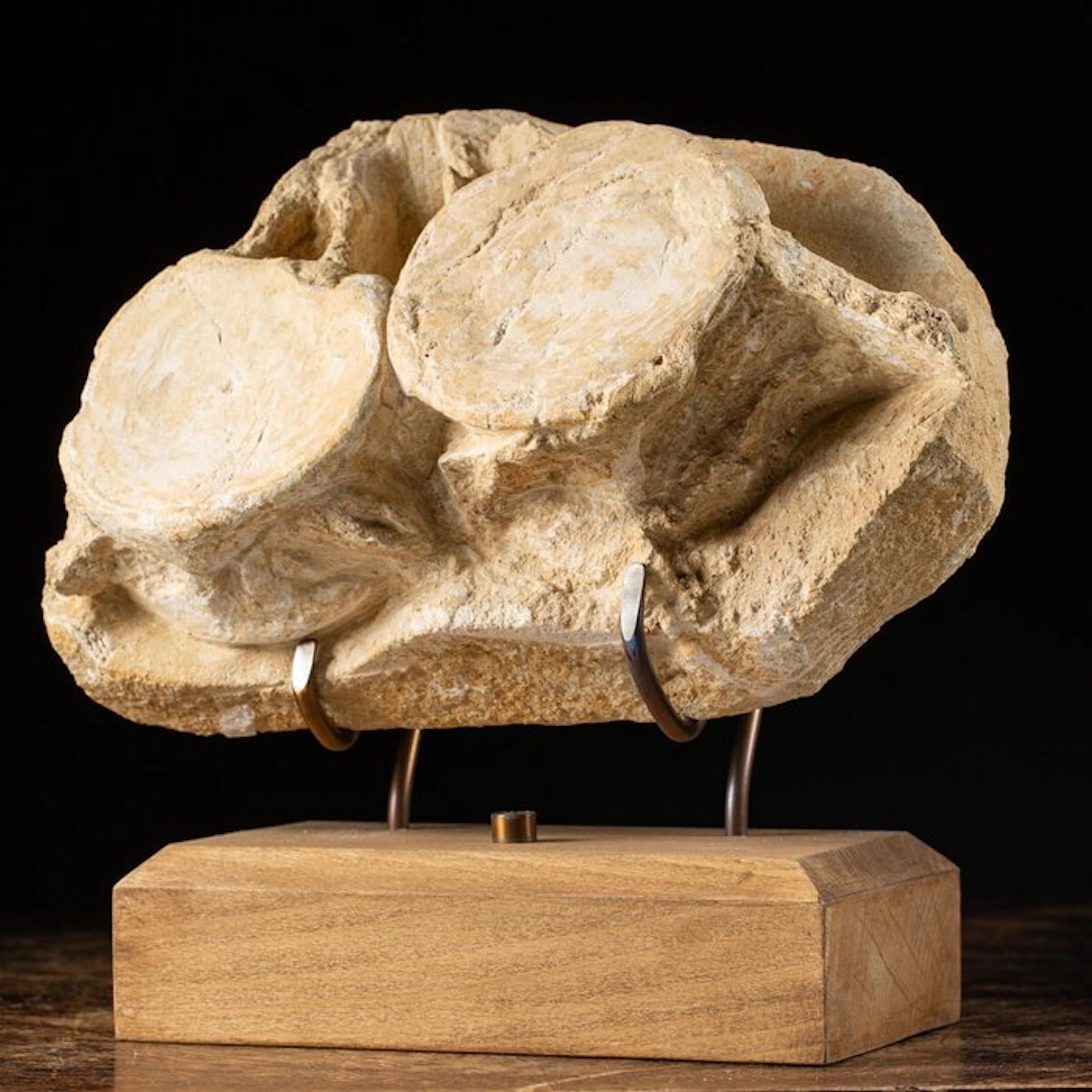 Fossil fragment - Stunning Dinosaur Vertebra...