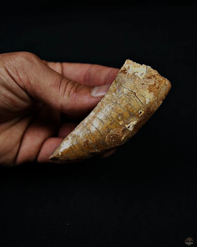 Dinosaur - Fossil tooth - Carcharodontosaurus saharicus XXL