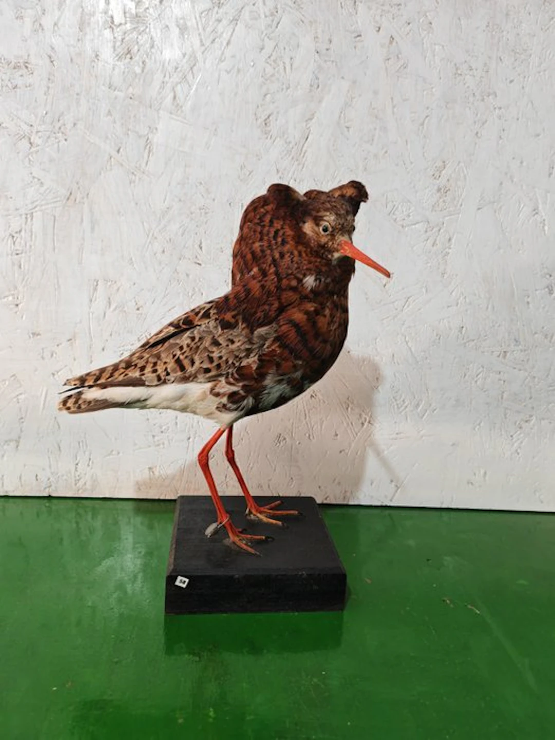fighter Taxidermy full body mount - Calidris prugnax - 29 cm - 19