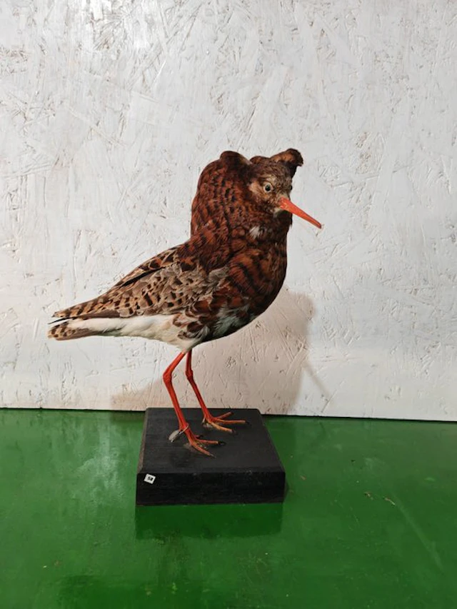 fighter Taxidermy full body mount - Calidris prugnax - 29 cm - 19