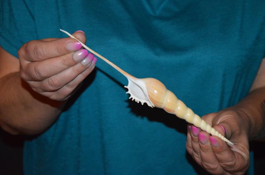 Sea Snail Sea shell - S-639 TIBIA FUSUS (No reserve price)