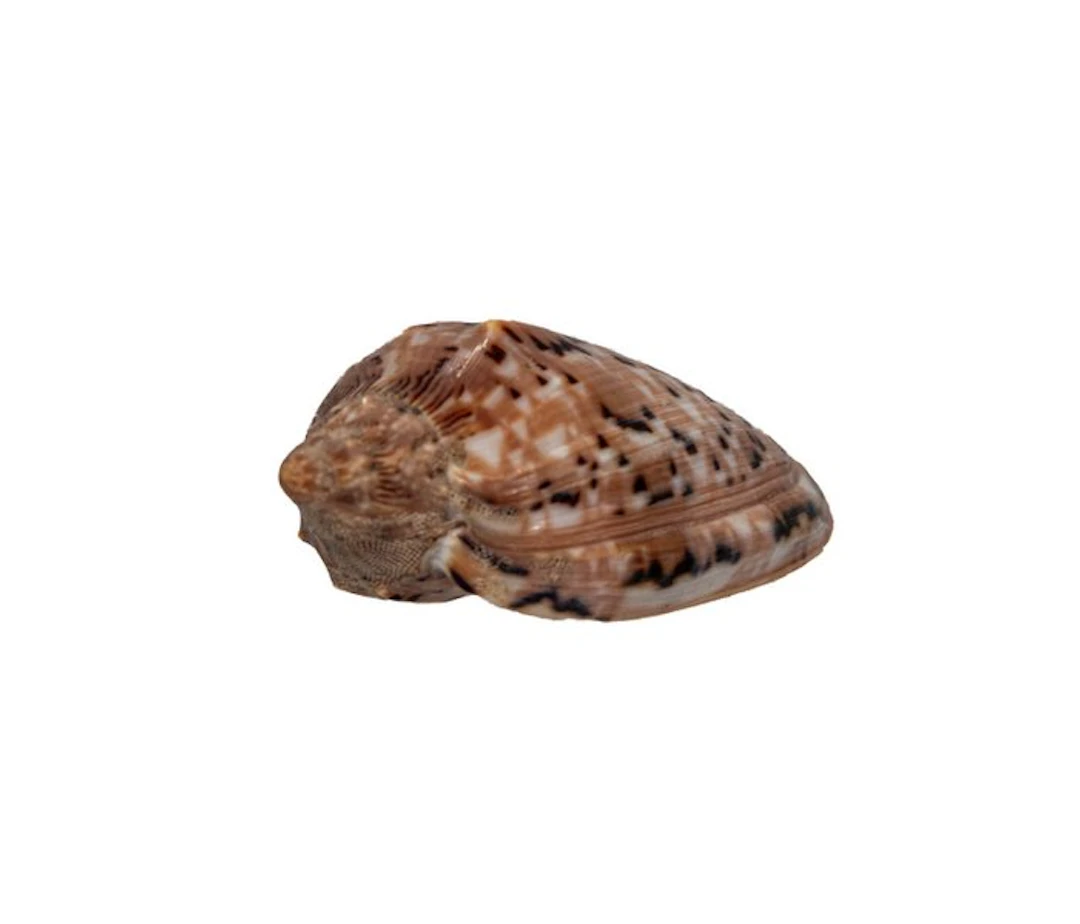 Australian treasure: Beautiful volute (Cymbiola pulchra f