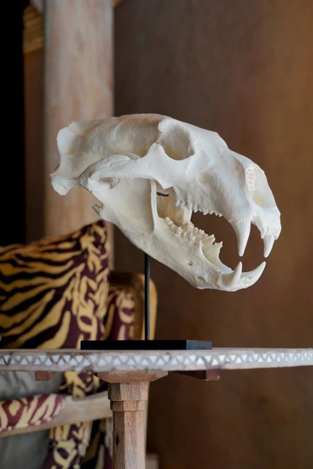 NO RESERVE PRICE - A Replica of Polar Bear Skull on a...