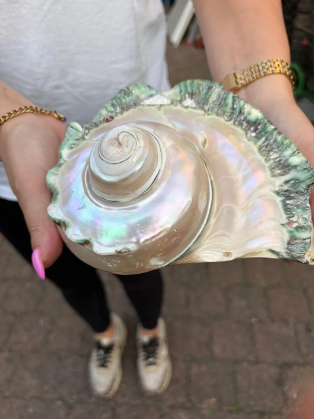 Carapace Clam - Turbo marmoratus