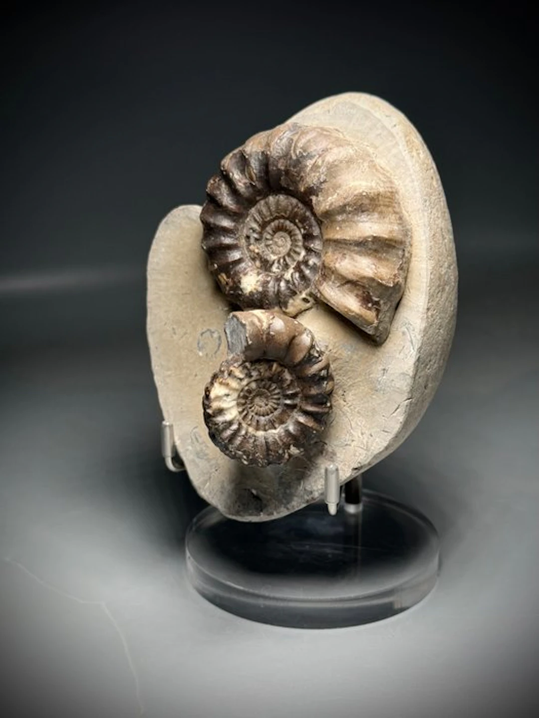 Natural Double Asteroceras Ammonite Specimen on Matrix...