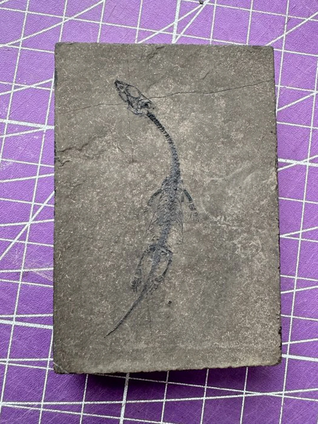 Fossil reptile: Keichousaurus - a rare testimony from the...