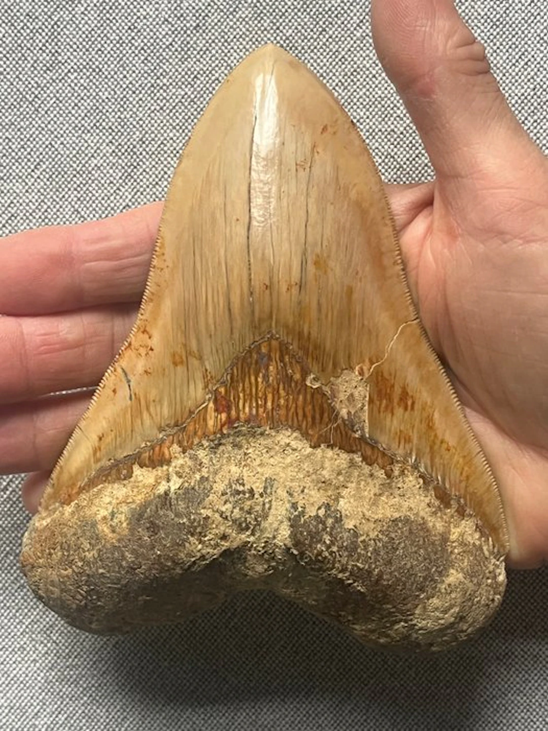 Huge Megalodon tooth 13,7 cm - Fossil tooth - Carcharocles megalodon