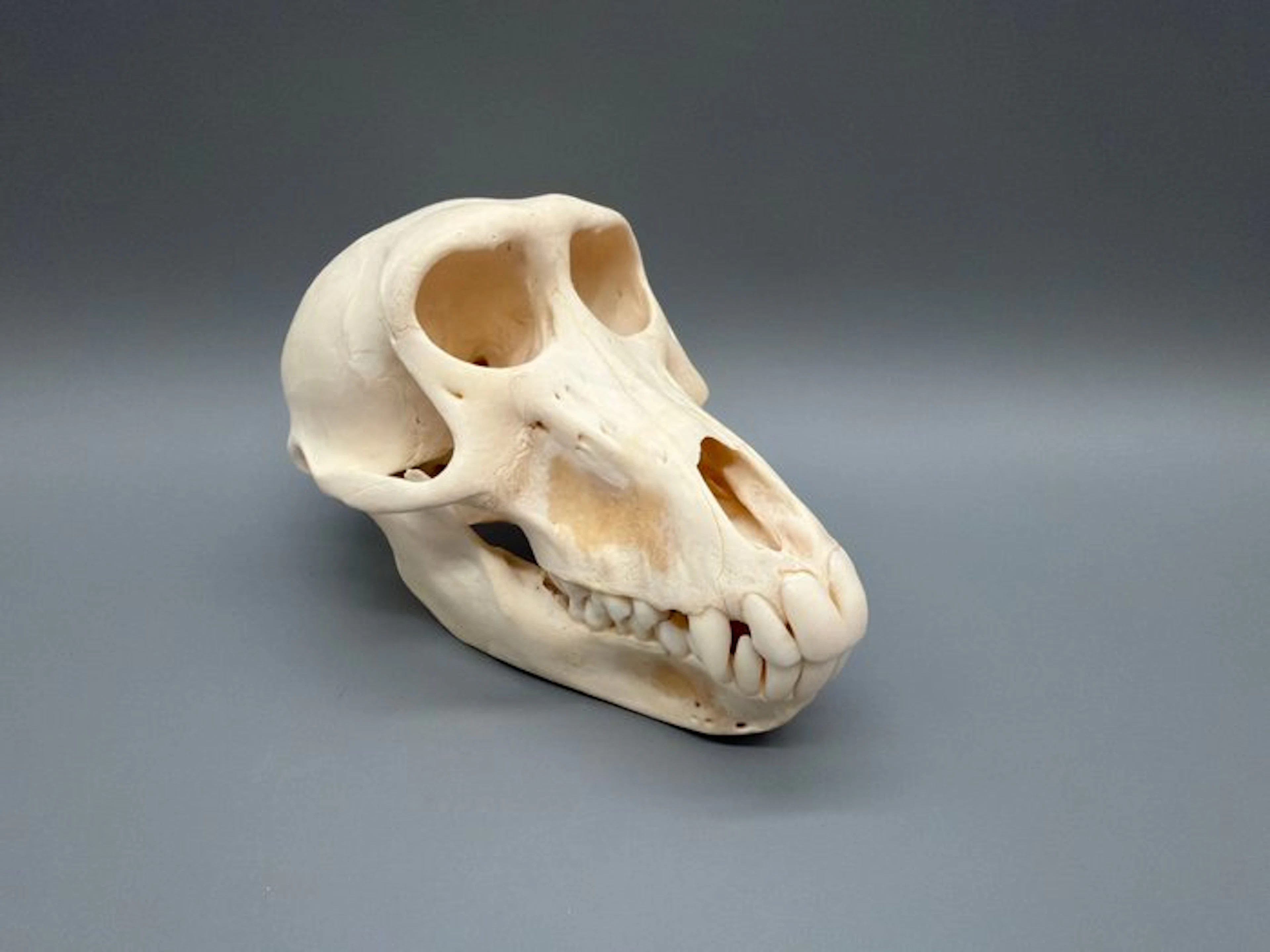 Monkey Mammal skull - Papio Ursinus - 9 cm - 9 cm - 16 cm...